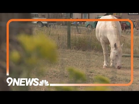 Colorado recognizes horse protection