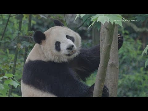 Panda Patrol | San Diego is gearing up for arrival of the pair of bears from China