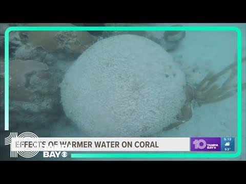 Florida scientists expect coral reef bleaching amid high ocean temperatures, climate change
