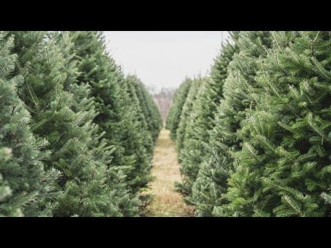 Are allergies bad during the holidays? Decorations can carry dust mites and mold