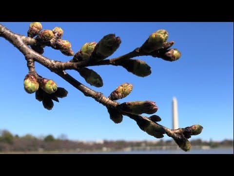 Bloom Watch: DC cherry blossoms reach stage 3 with the extension of florets
