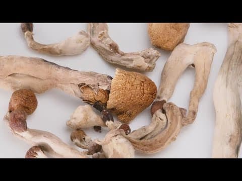 Sheriff's Office arrests man connected to illegal mushroom grow operation in Fallbrook, Bonsall