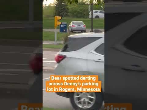A bear was seen running across the Denny’s parking lot in Rogers, #Minnesota Friday #shorts #kare11