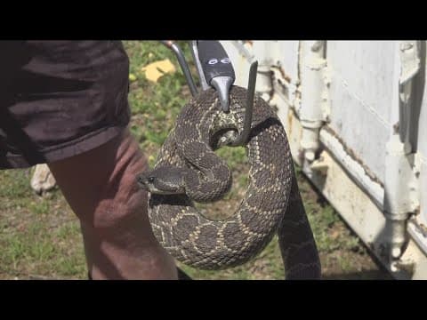 As rattlesnake season heats up, San Diego group offers free removals