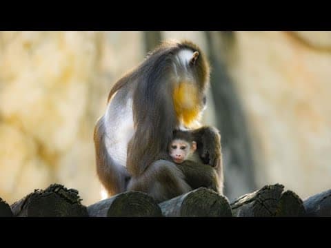 Fort Worth Zoo announces the birth of the second Mandrill baby this year