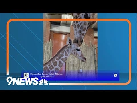 Denver Zoo shares giraffe kisses