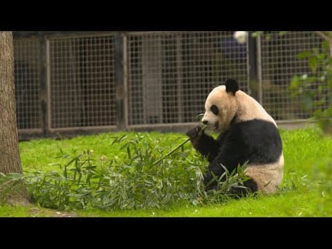 DC's pandas are being returned to China in November