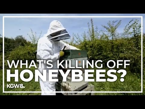 Oregon State University leading study to research what is killing off honeybees