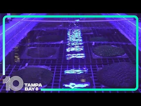 Corals relocated ahead of Hurricane Milton are back at The Florida Aquarium