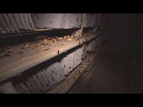 Would you live with roaches for $2,500?