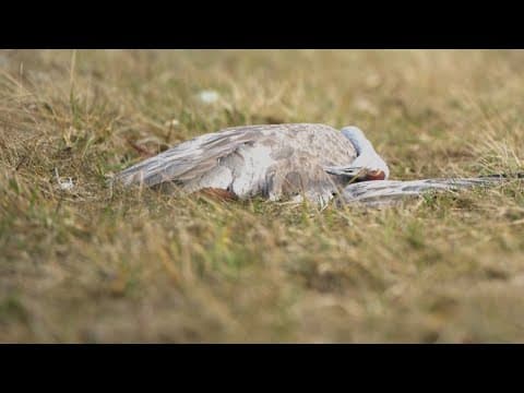 Hundreds of sandhill cranes found dead across Indiana