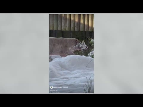 Audubon animals enjoy the snow