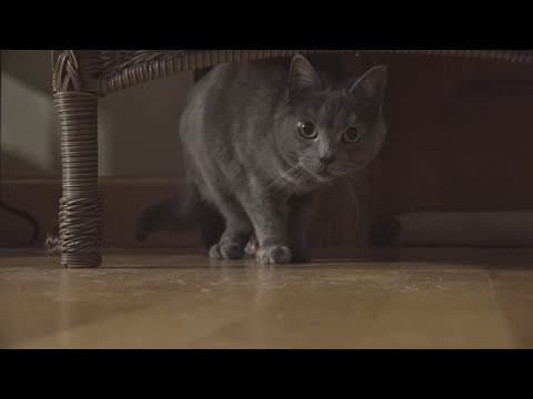 Cat-owner duo in Ohio shares amputee journey while helping others