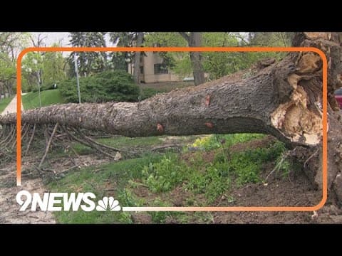Family cleaning up after high winds bring down decades-old tree