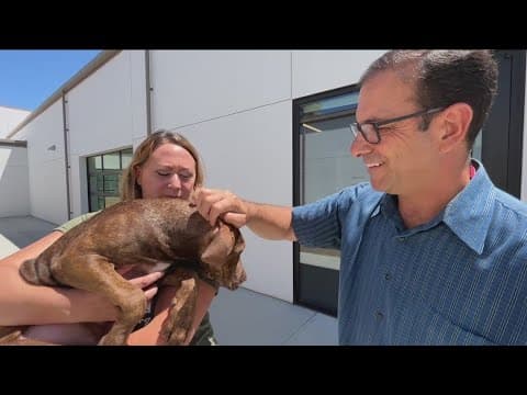 San Diegans helping Maui’s animals after fires devastated the island