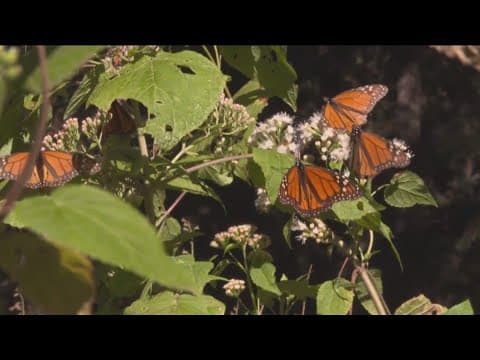 How to help the monarch butterfly population