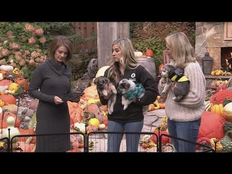 Pet safety for Halloween