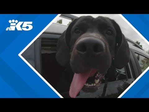 Everett shelter offers day trips to increase adoptions