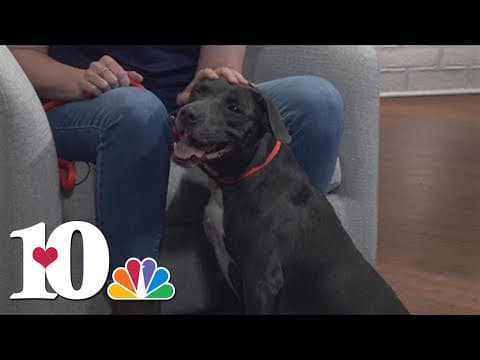 Meet the Pet of the Week: Moe