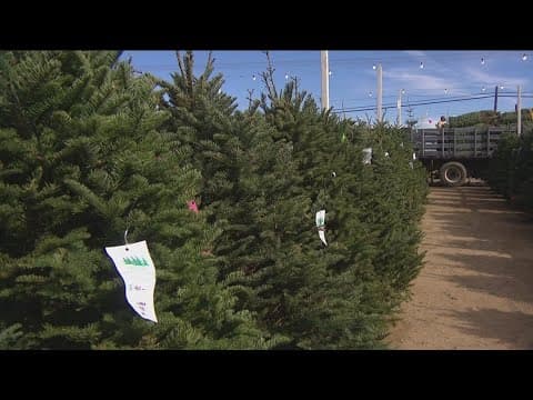 Real or Fake | Which Christmas tree is better for the environment?