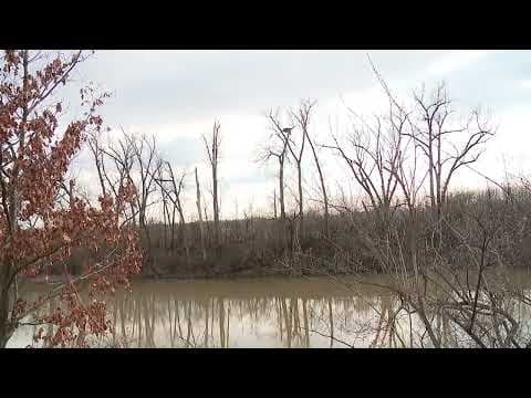 Ohio Division of Wildlife says female eagle went missing from nest in Columbus earlier this month