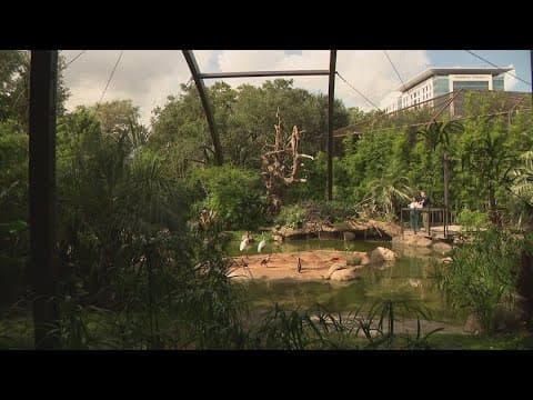 Houston Zoo introduces new "Birds of the World" habitat