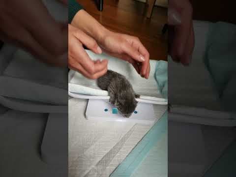 Kittens found 'frozen stiff' in cardboard box on the road to recovery