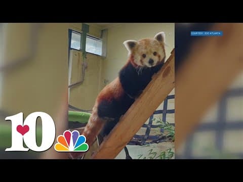 Red panda sisters find new home in Atlanta Zoo