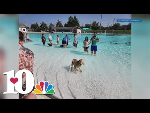 Dogs enjoy puppy pool party in Oak Ridge