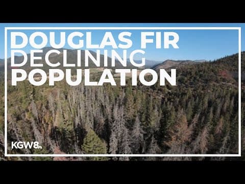 OSU study examines decline in Douglas-fir trees