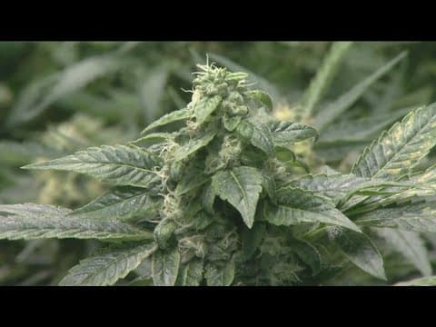 New cannabis protection law ignites in California with new year