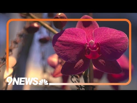 Denver Botanic Gardens orchid exhibit offers respite from bitter cold