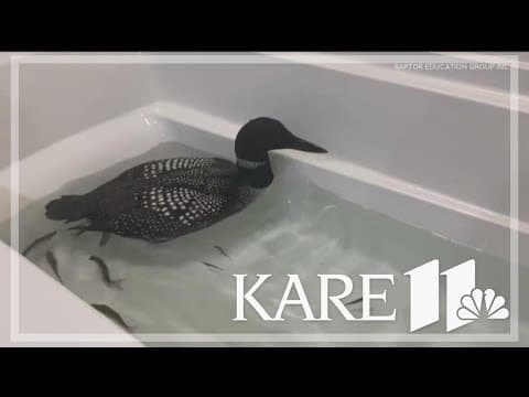 Why are loons falling from the sky in northern Wisconsin?