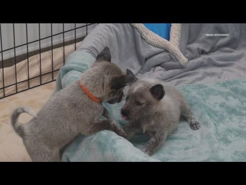 Adoptable dogs from LA fire zones arrive at Helen Woodward Animal Center