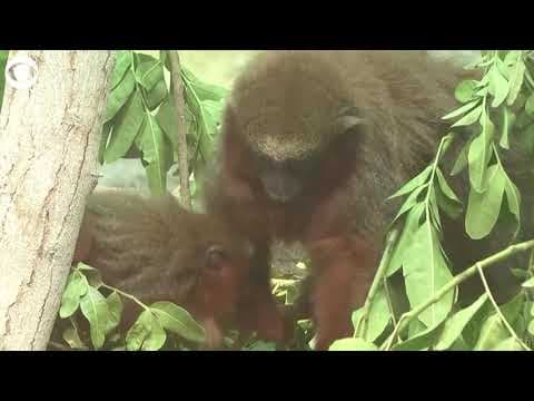 Baby animals make appearances at zoo in Peru for Mother's Day
