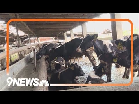 Colorado health officials to hold bird flu update Wednesday