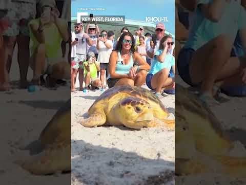 Rehabilitated loggerhead sea turtle released in Key West, Florida #shorts