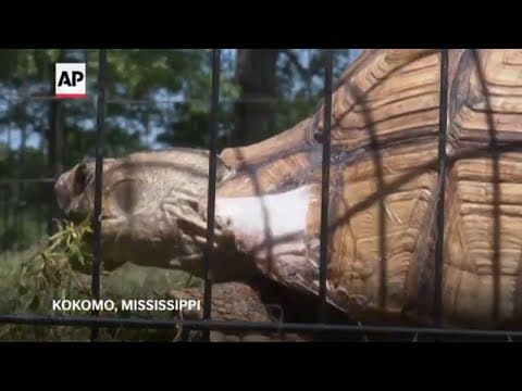 Tortoise lost during Mississippi tornado found weeks later