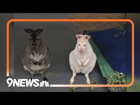 Denver Zoo rescues 130 animals from closed SeaQuest aquarium