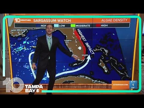 Chunks of massive, smelly seaweed blob invade Florida beaches