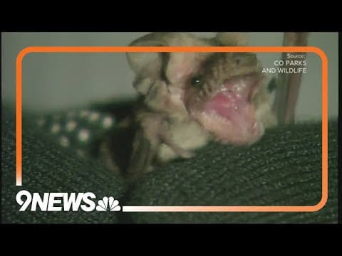 Rabid bat found in Boulder