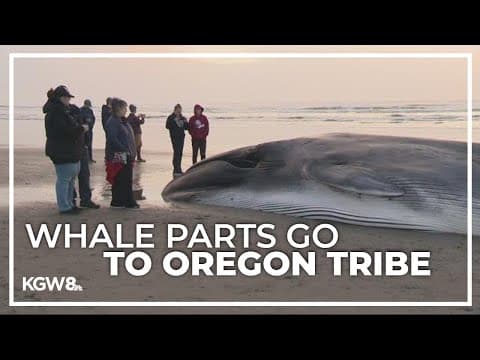Oregon tribe granted right to collect parts from washed up whale