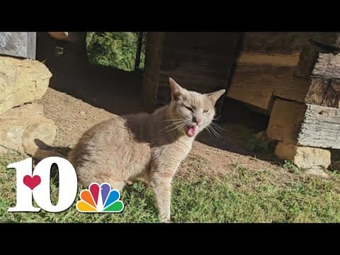 Marble Springs looking for its mascot