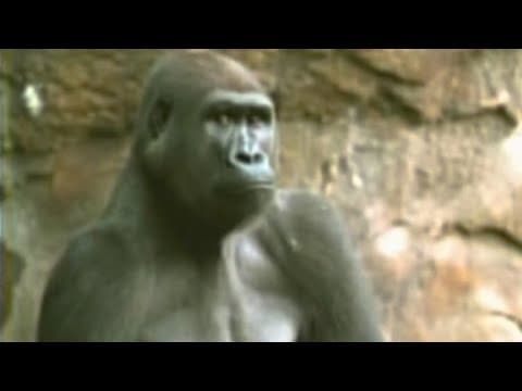 Jabari the Gorilla violent attack | WFAA archived coverage