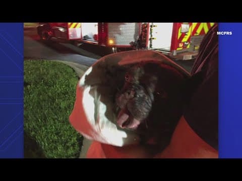 Firefighters rescue 2 dogs from burning building in Montgomery County