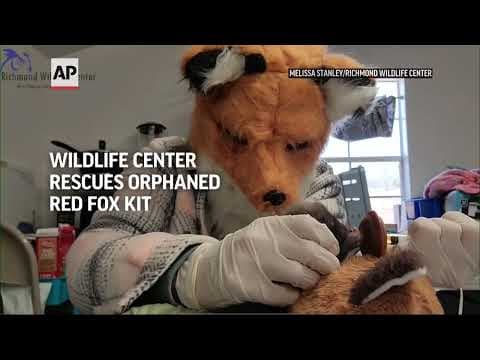 Wildlife center staff pretend to be red foxes as they care for orphaned kit