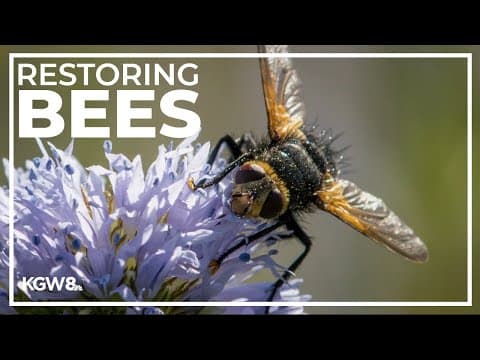 UO team works in burned forestland to give bees a better chance