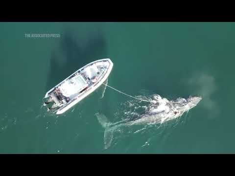 Humpback whale is rescued in British Columbia