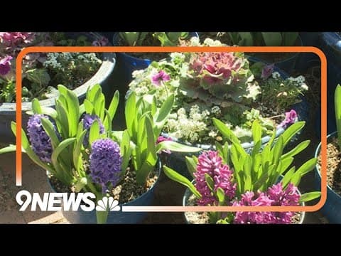 It's time to plant patio pots