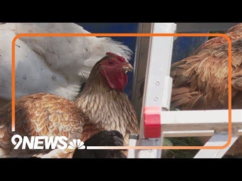 Se reporta caso de gripe aviar en Colorado | Resumen de noticias